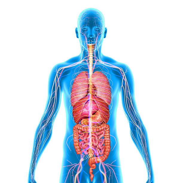 Interactive Human Body with Hotspots & Quiz
